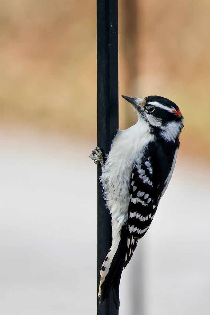 Downy Woodpecker by corinnec