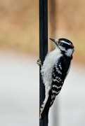 9th Dec 2023 - Downy Woodpecker