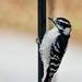 Downy Woodpecker by corinnec