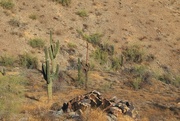 9th Dec 2023 - Sonoran desert