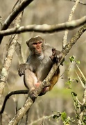 6th Dec 2023 - Rhesus Macaque Monkey 
