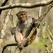 Rhesus Macaque Monkey  by kvphoto