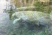 8th Dec 2023 - Manatee