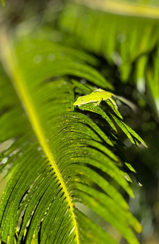Green Anole by k9photo