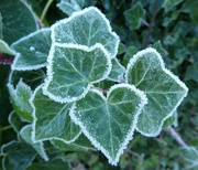 9th Dec 2023 - Cold and Frosty