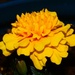 12 8 Marigold by sandlily