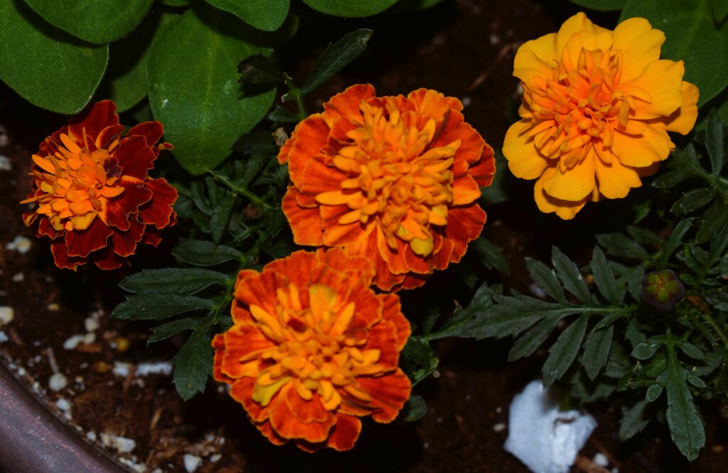 12 8 Marigolds by sandlily