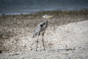 9th Dec 2023 - Blue Heron on Shoreline