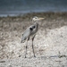 Blue Heron on Shoreline by dkellogg