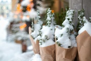 9th Dec 2023 - Decorative snow