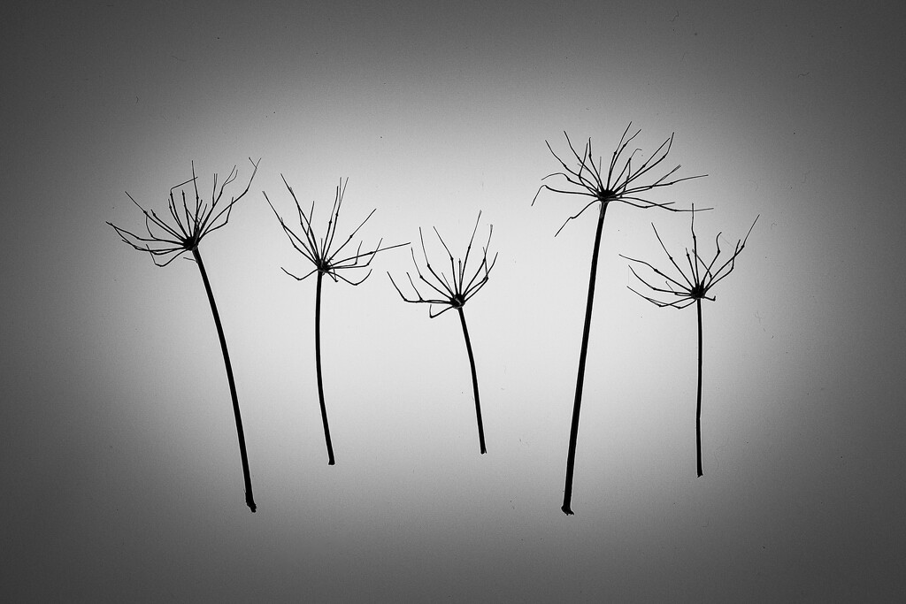 Queen Anne's Lace (wild carrot) seed heads by una1965