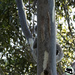 elusive by koalagardens