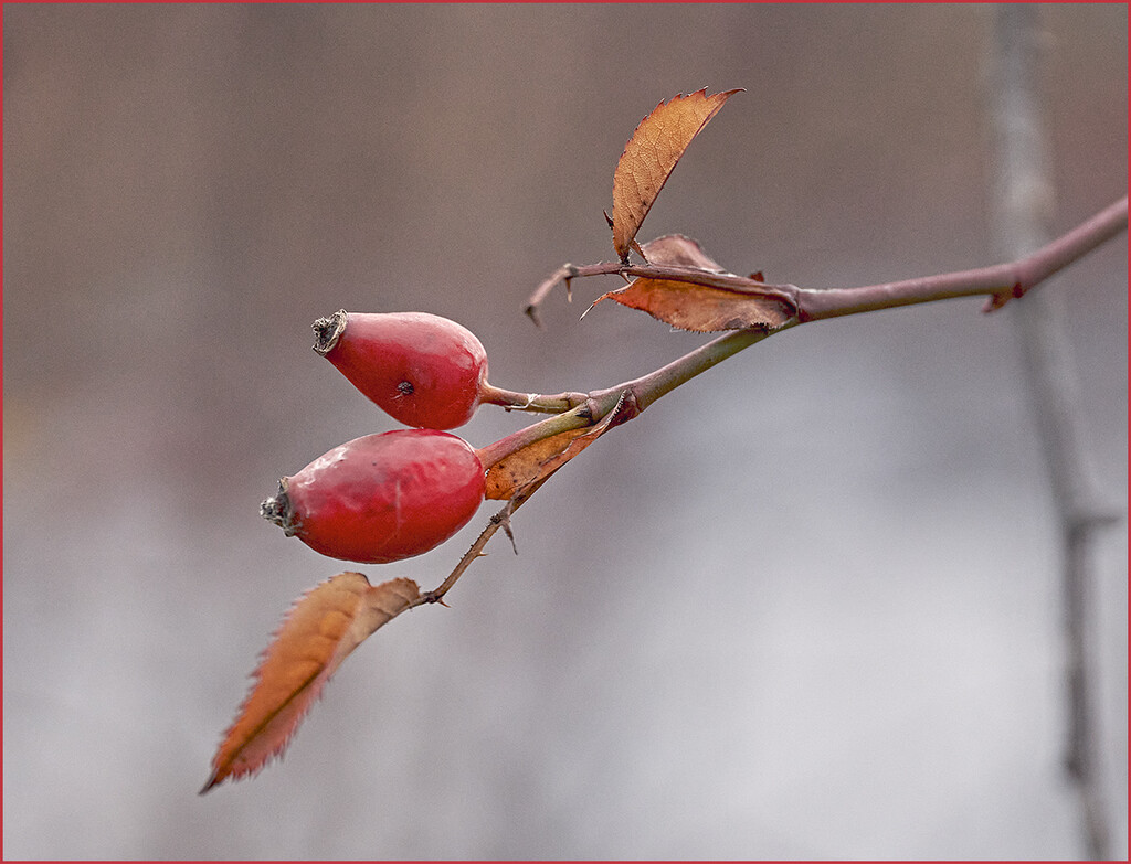 Double Rose Hips by gardencat