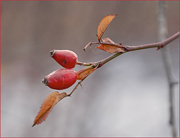 9th Dec 2023 - Double Rose Hips