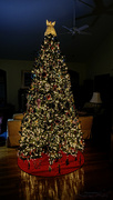 3rd Dec 2023 - Christmas Tree