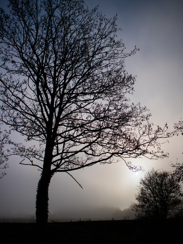 Misty trees by josiegilbert