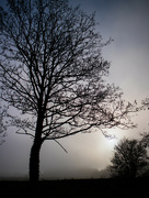 2nd Dec 2023 - Misty trees