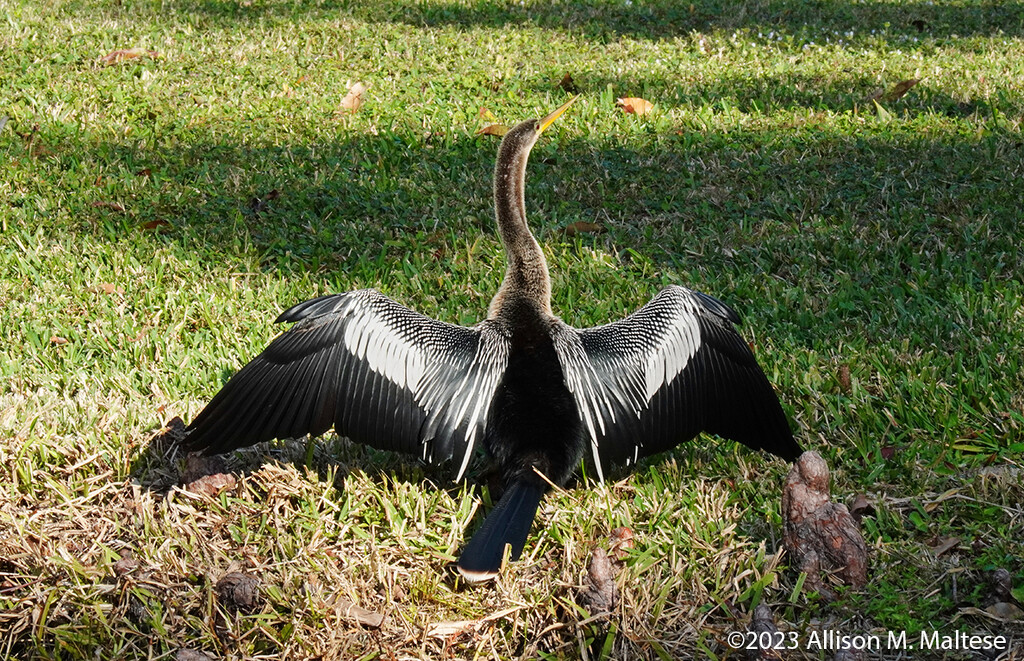 Anhinga Drying Off by falcon11
