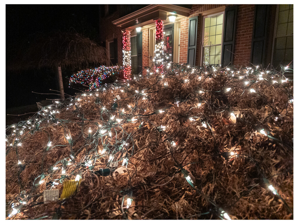 Christmas Lights… check by robgarrett
