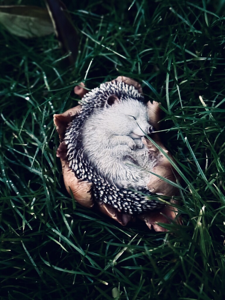 Sleepy Hedgehog by jmdeabreu