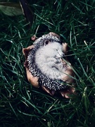 9th Dec 2023 - Sleepy Hedgehog