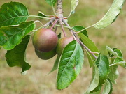 10th Dec 2023 - New season fruit (apples) growing nicely 