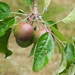 New season fruit (apples) growing nicely  by Dawn