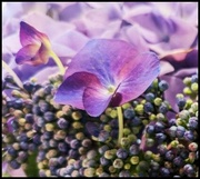 8th Dec 2023 - Lilac Hydrangea