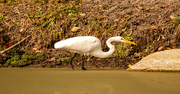 9th Dec 2023 - Egret on the Prowl!
