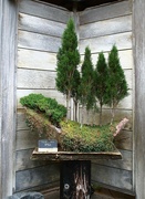 10th Dec 2023 - boat bonsai