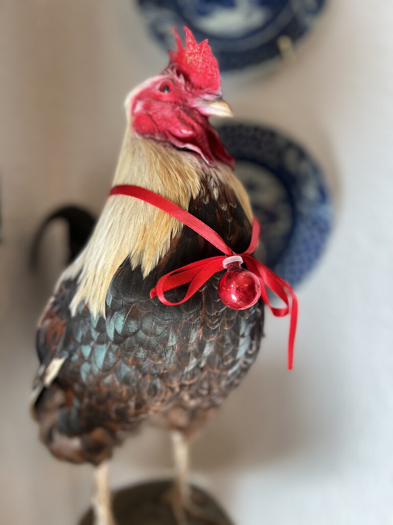 My  Texas Green Legged Grey rooster by louannwarren