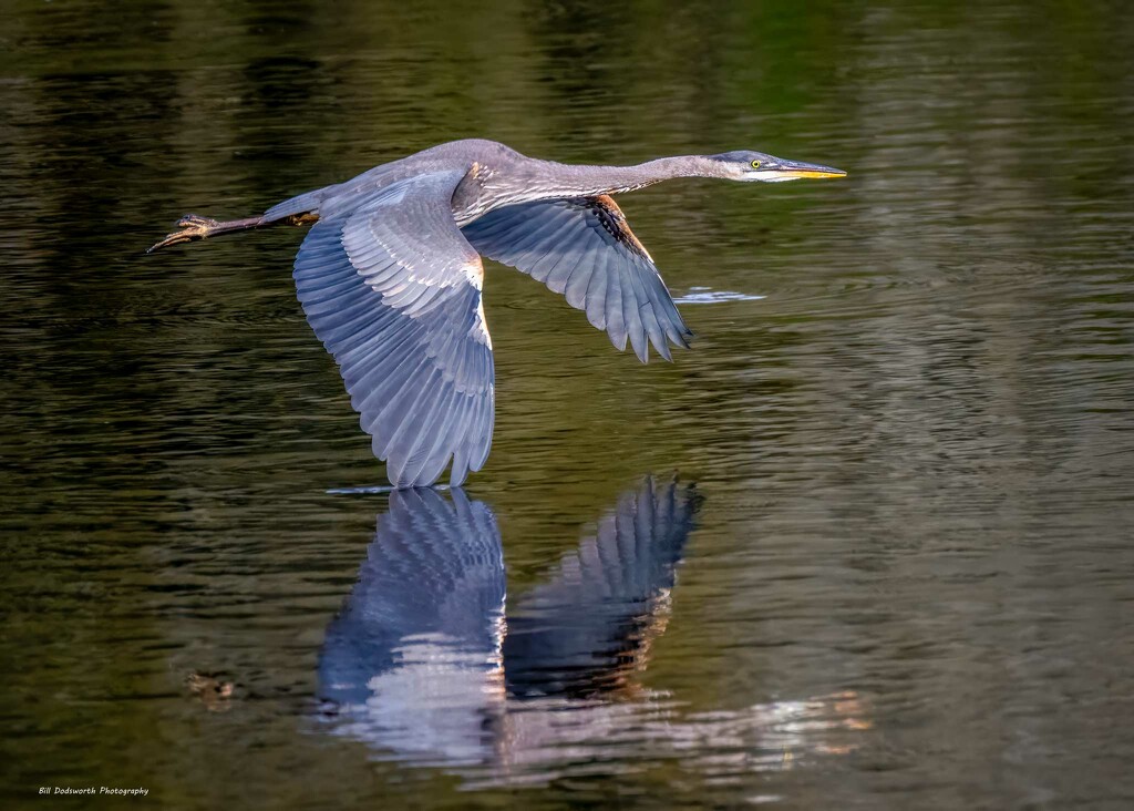 Skimming the water by photographycrazy