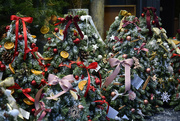 7th Dec 2023 - tiny christmas trees