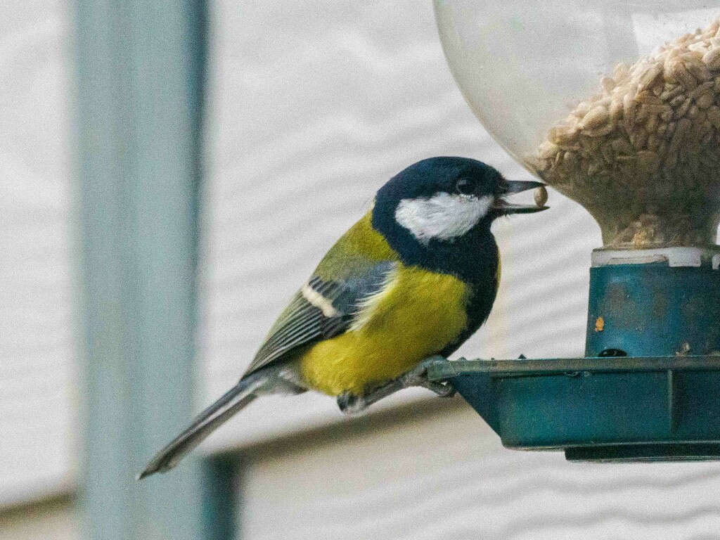 Great Tit by padlock