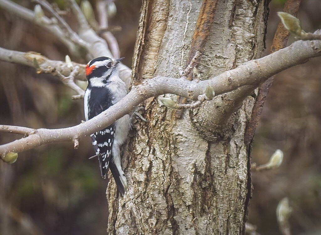I think It's a Downy Woodpecker by gardencat