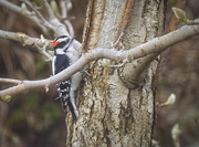 10th Dec 2023 - I think It's a Downy Woodpecker
