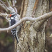 I think It's a Downy Woodpecker by gardencat