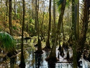 10th Dec 2023 - Swamp at Silver Springs