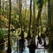 Swamp at Silver Springs by k9photo