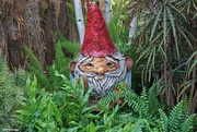 10th Dec 2023 - Gnome in the garden