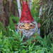 Gnome in the garden by larrysphotos