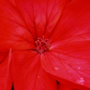 11th Dec 2023 - Centre of a Geranium flower