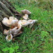 Toadstools near a tree  by pyrrhula