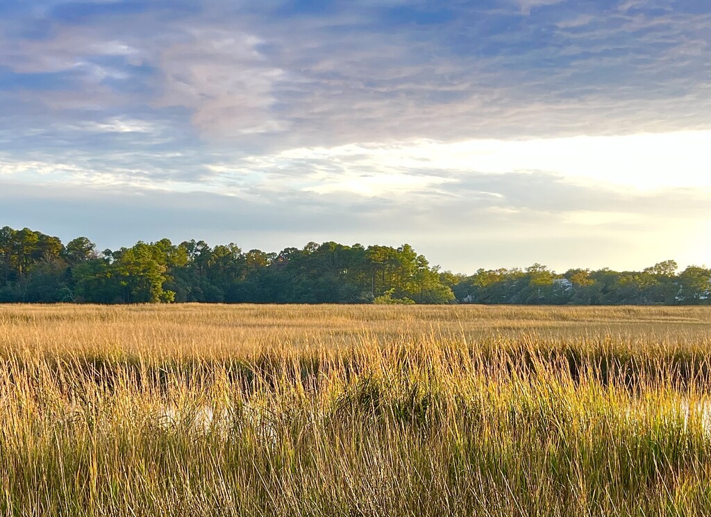 Marsh landscape in afternoon light by congaree