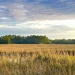 Marsh landscape in afternoon light by congaree