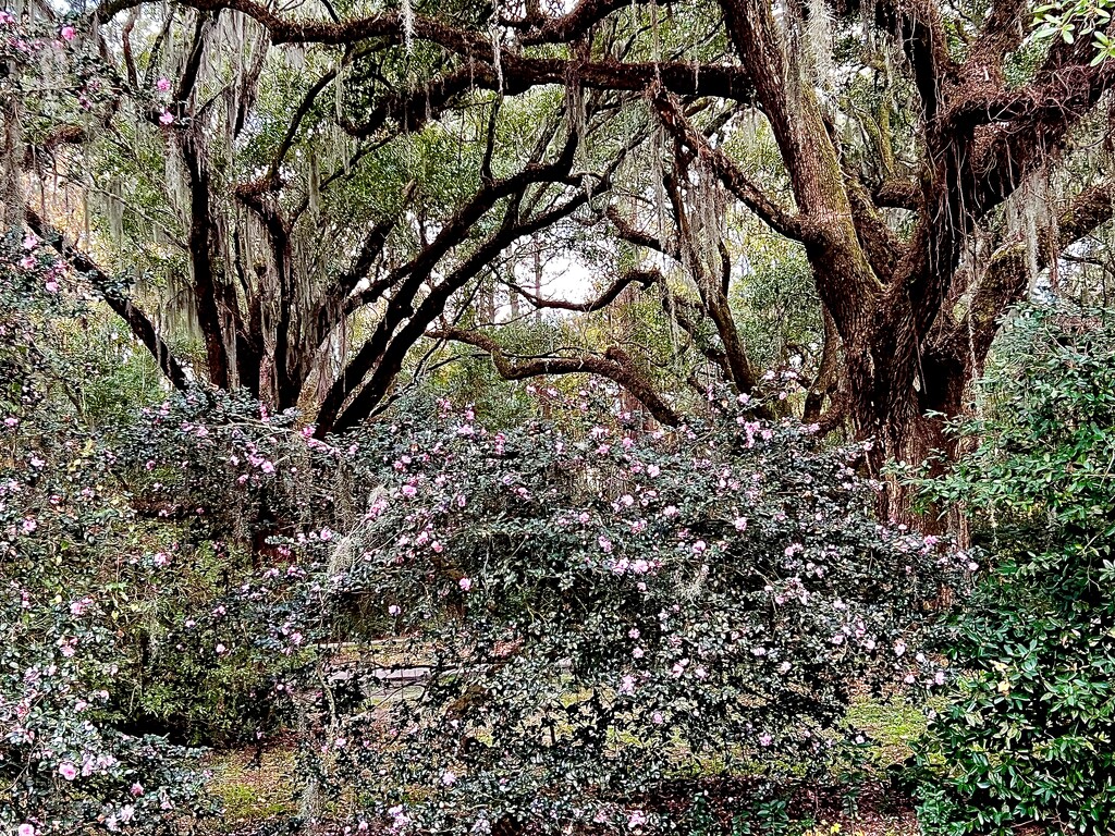Ancient live oaks and camellias, Charleston by congaree