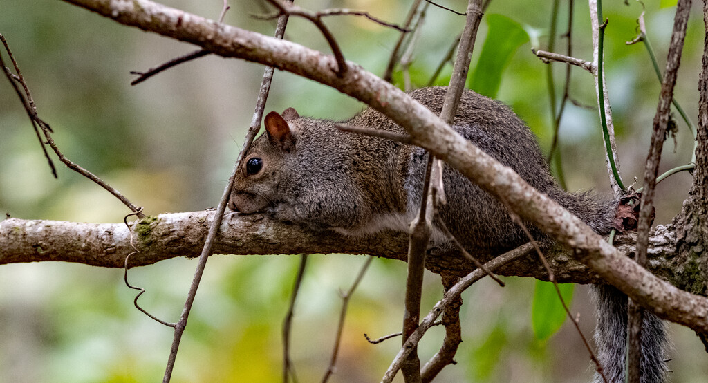 Squirrel, Being Lazy! by rickster549