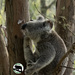 scritch scratch by koalagardens