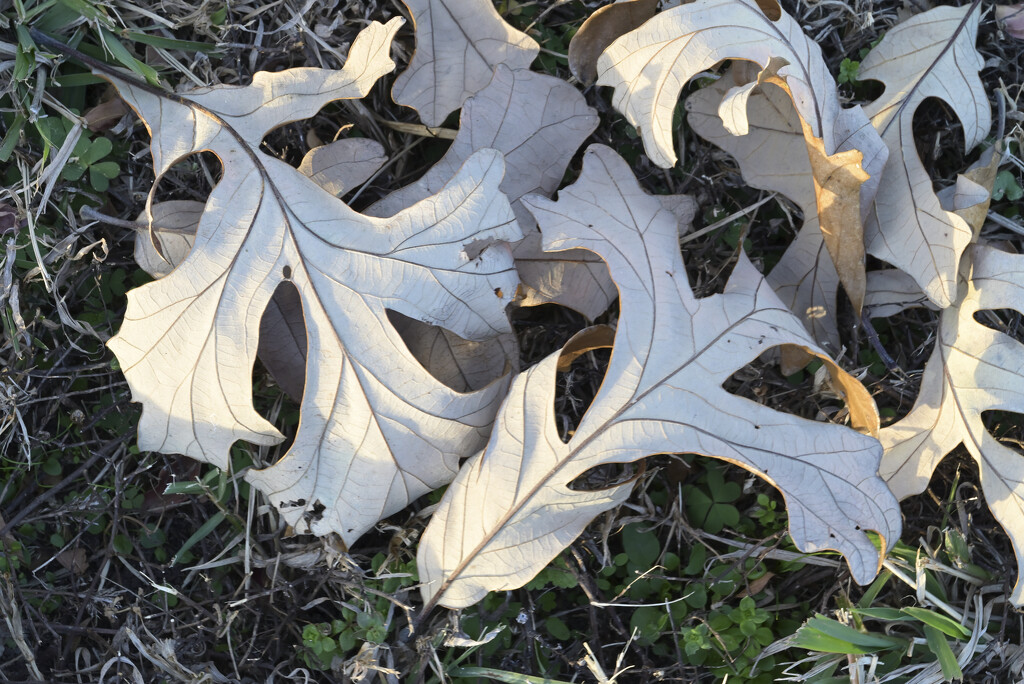 Fallen Leaves by metzpah