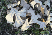 10th Dec 2023 - Fallen Leaves